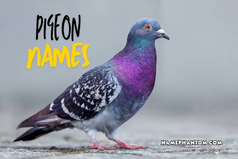 pigeon names